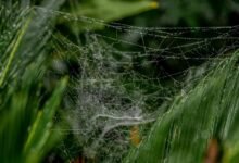 intelligent web performance metrics